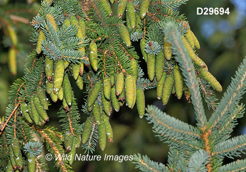 White Spruce (Picea glauca)